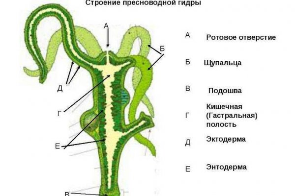 Гидра тор